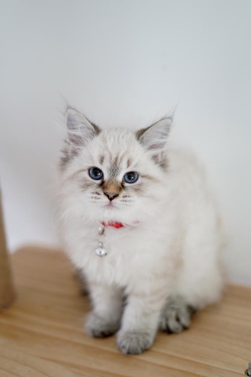 Gia photo 1