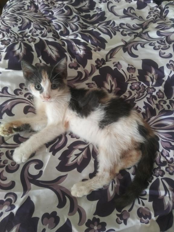 Callie photo 3