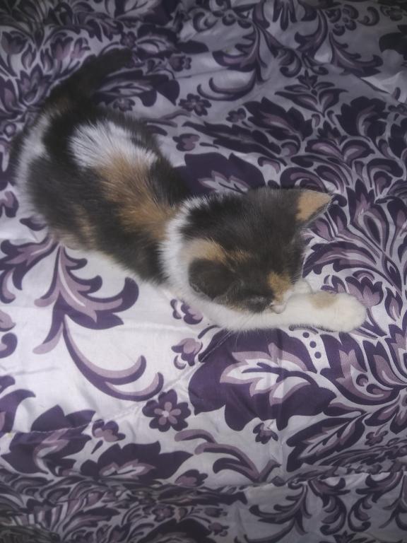 Callie photo 2