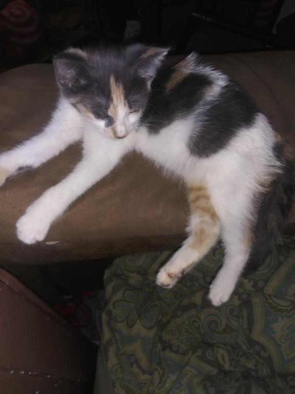 Callie
