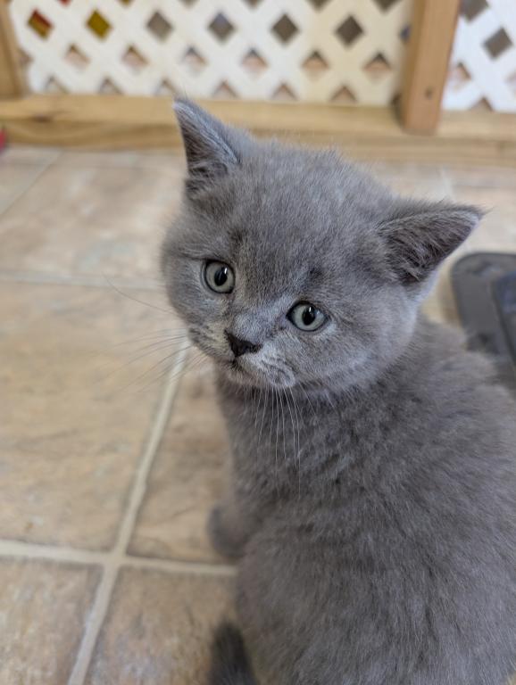 Gus Gus photo 1
