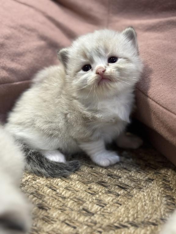Fluffies Babies photo 1