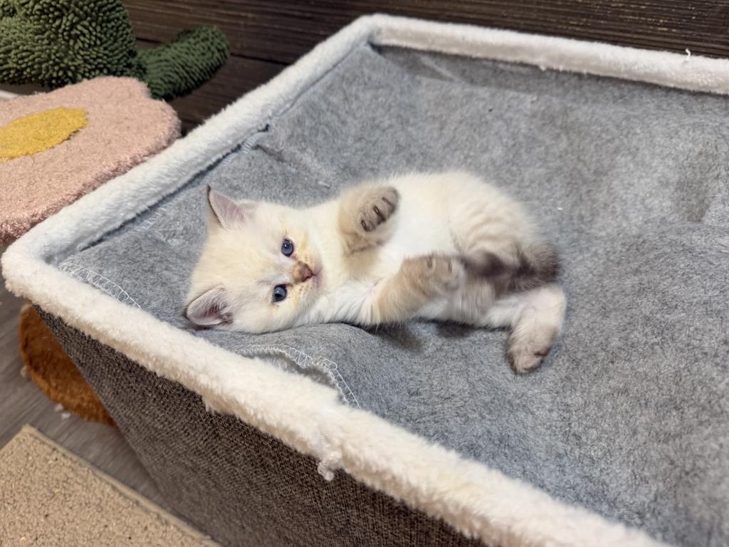 Color Point British Shorthair Boy photo 5