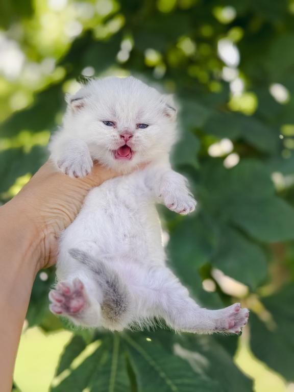 Color Point British Shorthair Boy photo 9
