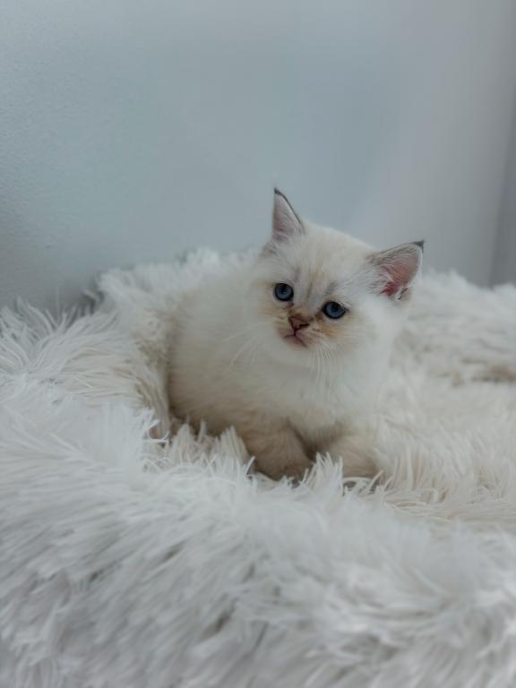 Color Point British Shorthair Boy photo 4