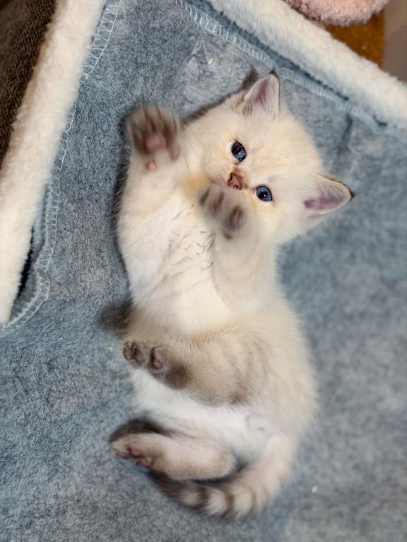 Color Point British Shorthair Boy photo 7