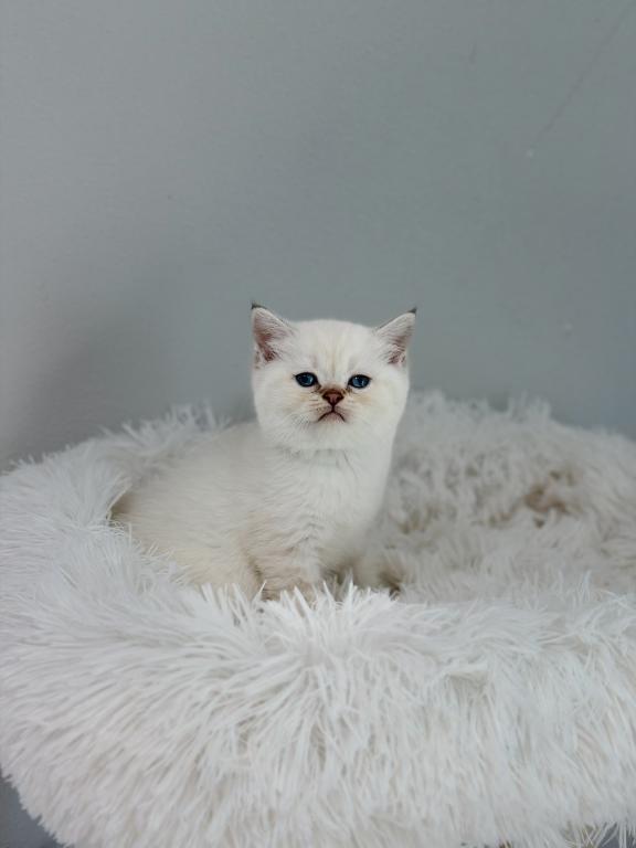 Color Point British Shorthair Boy photo 1