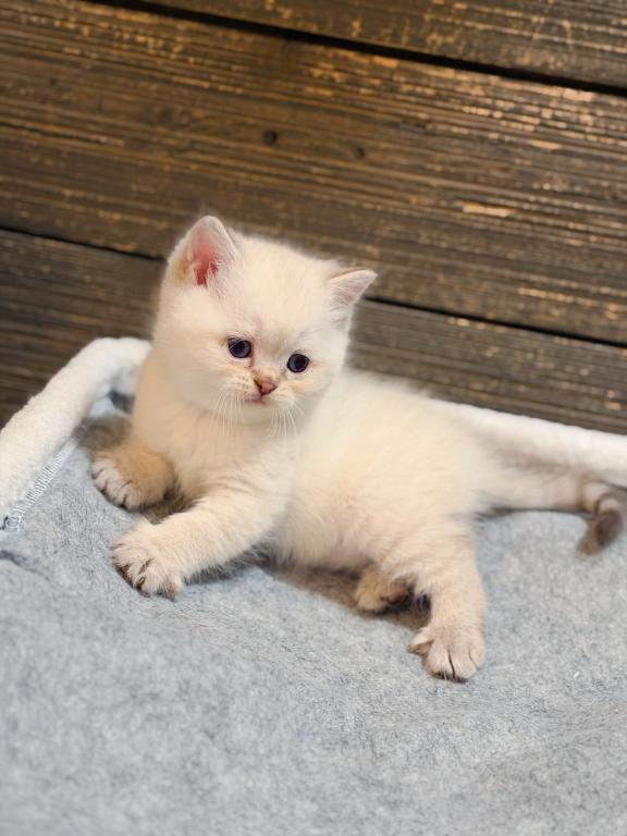 Color Point British Shorthair Boy photo 6