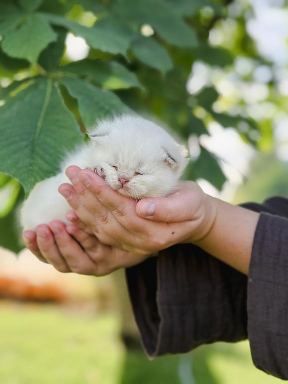 Color Point British Shorthair Boy photo 11