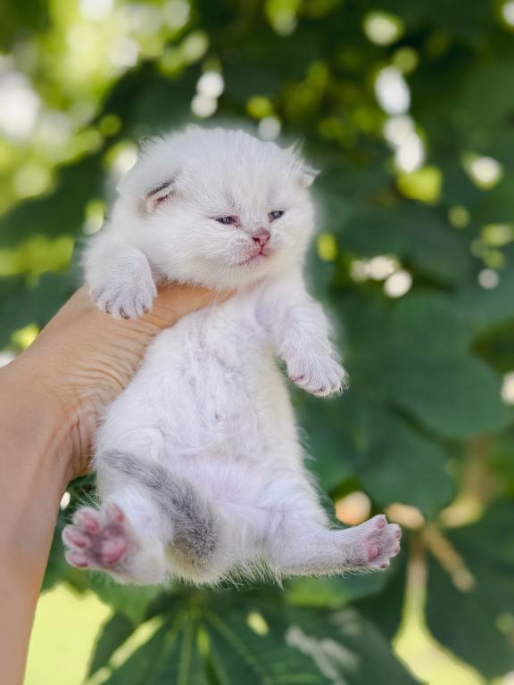 Color Point British Shorthair Boy photo 8