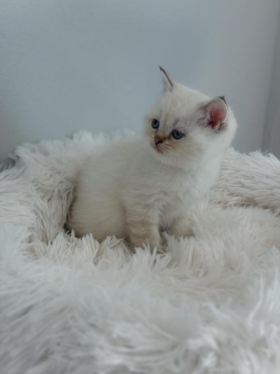 Color Point British Shorthair Boy photo 3