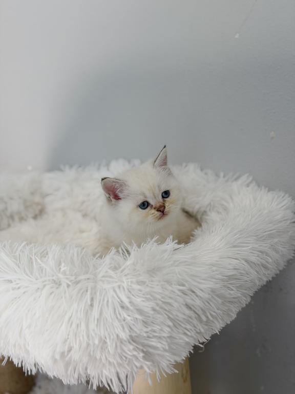 Color Point British Shorthair Boy photo 2