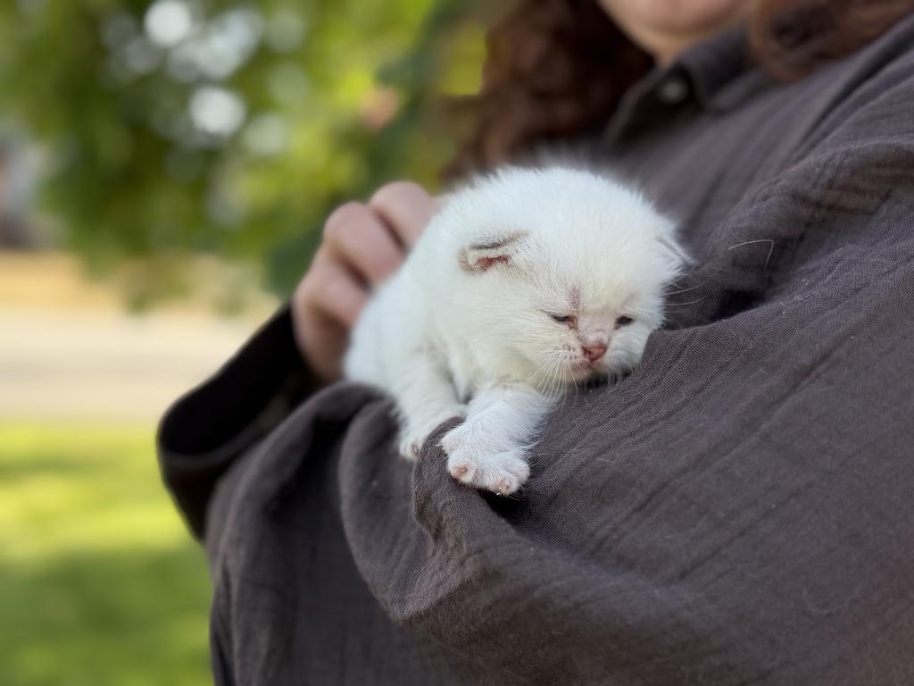 Color Point British Shorthair Boy photo 10