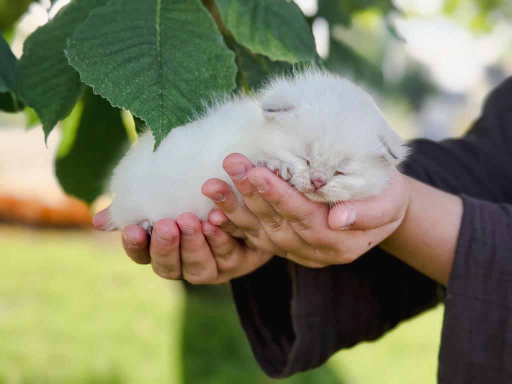 Color Point British Shorthair Boy photo 12