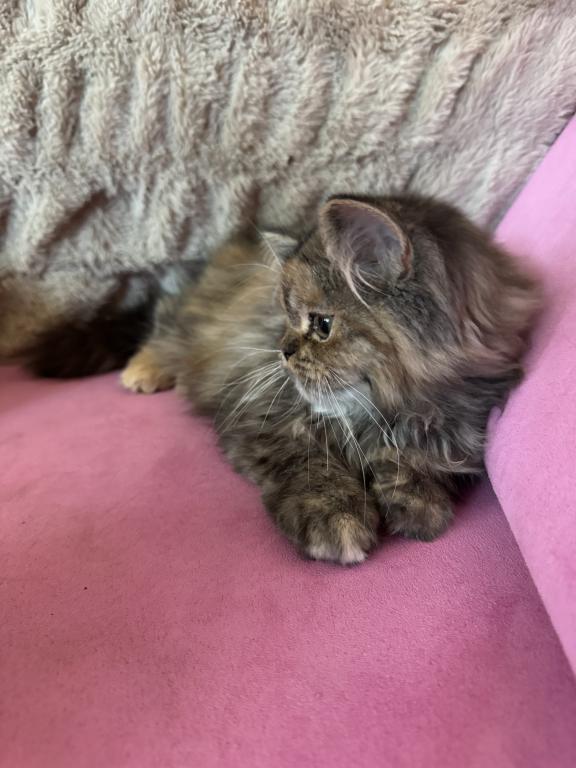 Persian Kittens photo 2