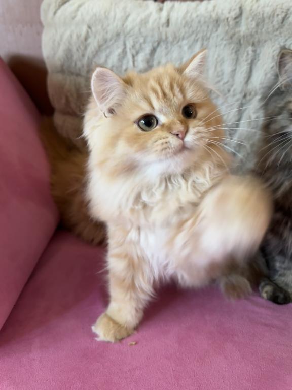 Persian Kittens photo 7