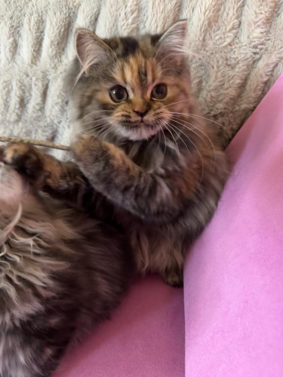 Persian Kittens photo 4