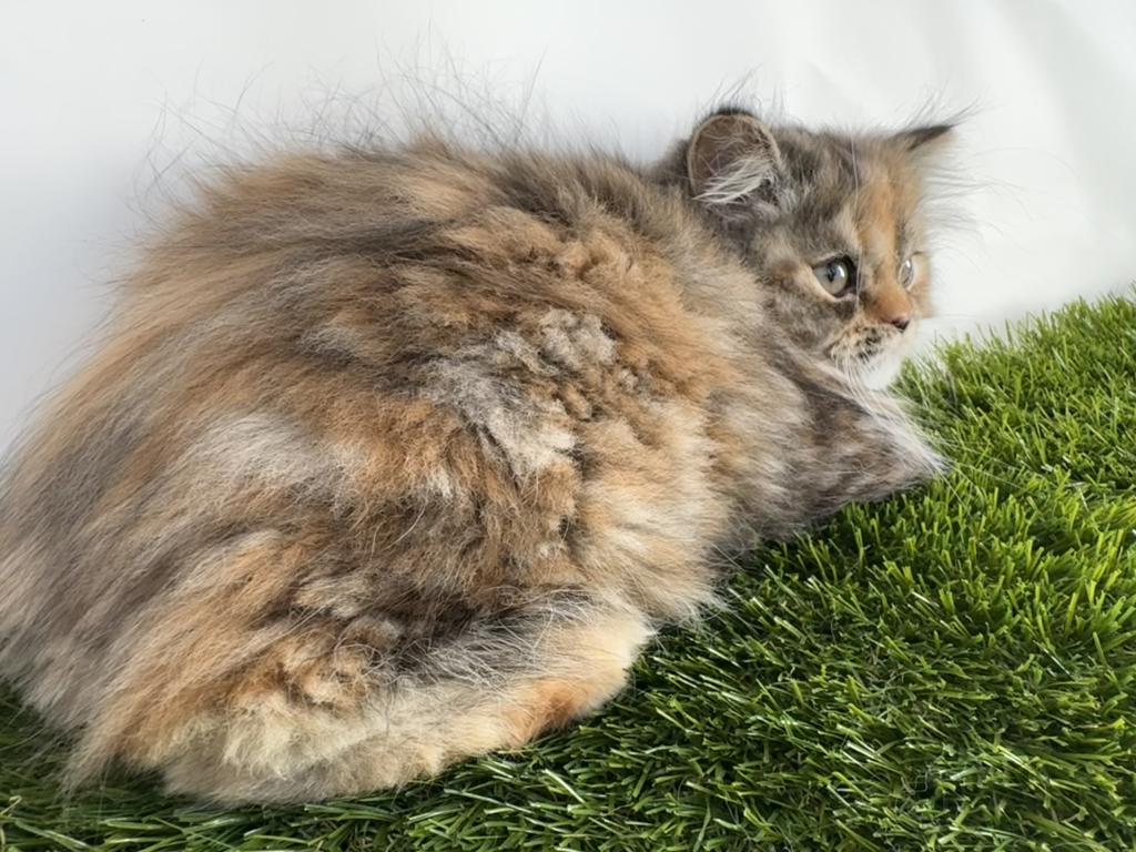 Persian Kittens photo 10