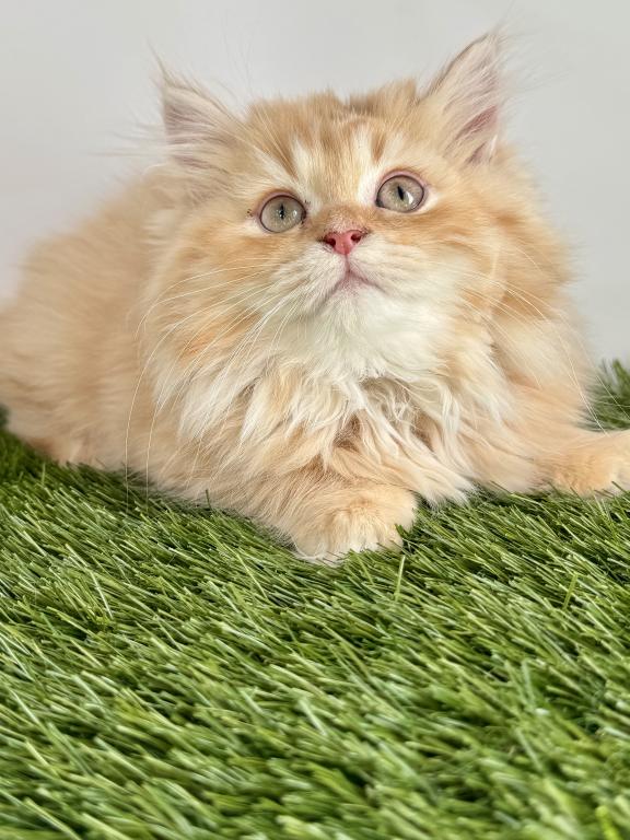 Persian Kittens photo 8
