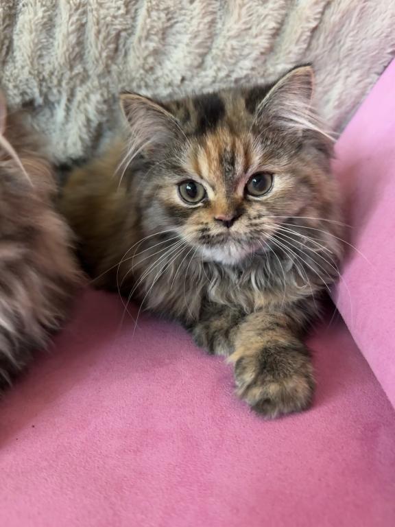 Persian Kittens photo 3