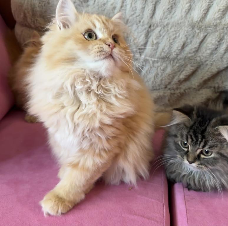 Persian Kittens photo 6