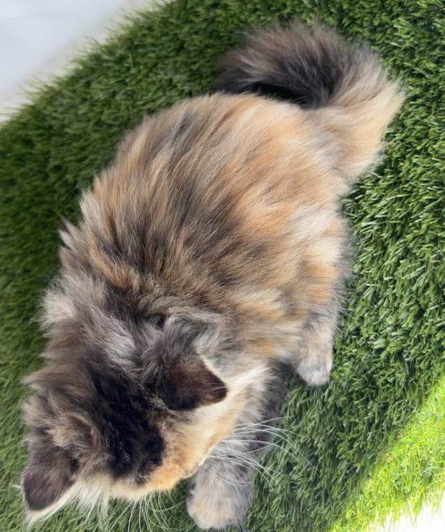Persian Kittens photo 9