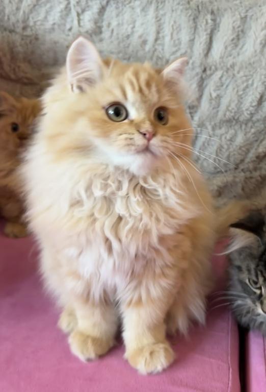 Persian Kittens photo 1