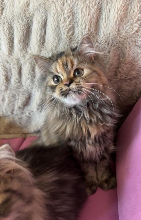 Persian Kittens photo 5