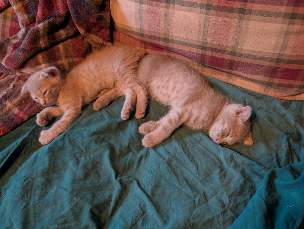 Scottish Fold Male Red photo 5