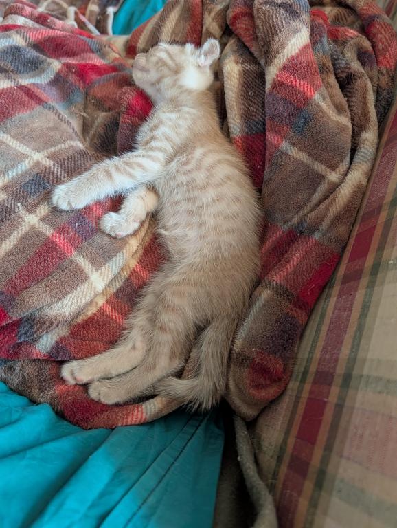Scottish Fold Male Red photo 3