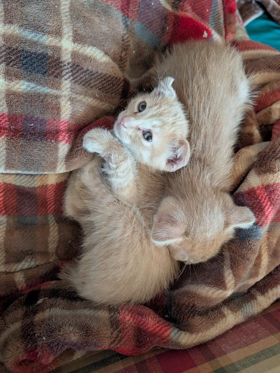 Scottish Fold Male Red photo 4