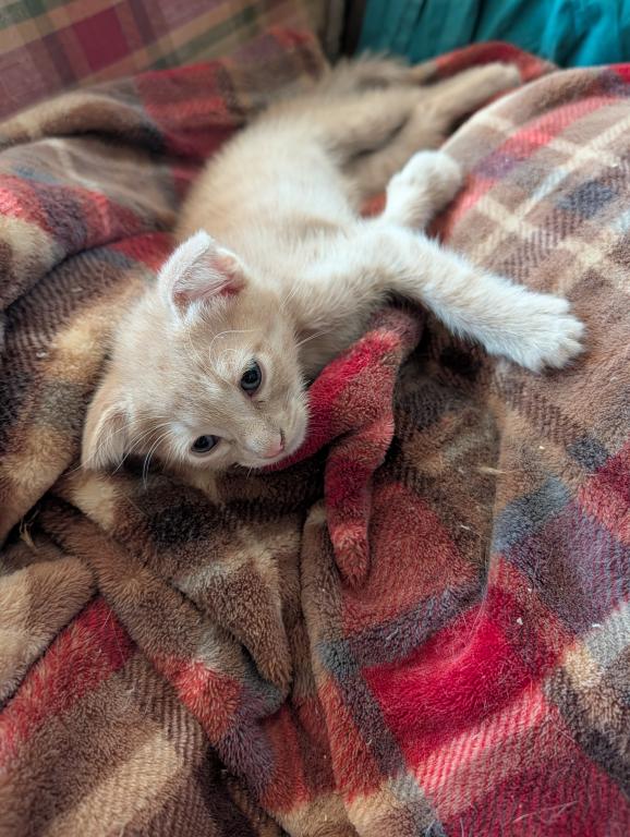 Scottish Fold Male Red photo 2