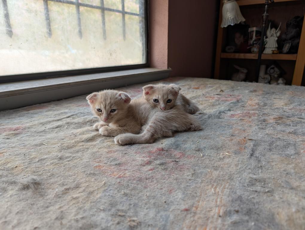 Scottish Fold Male Red photo 8