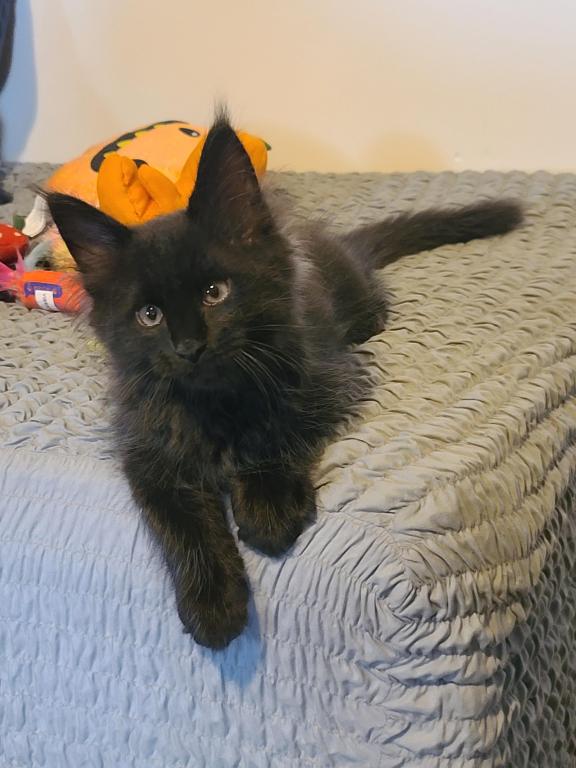 Mo Black Smoke Maine Coon photo 15
