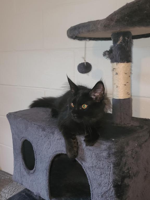 Mo Black Smoke Maine Coon photo 5