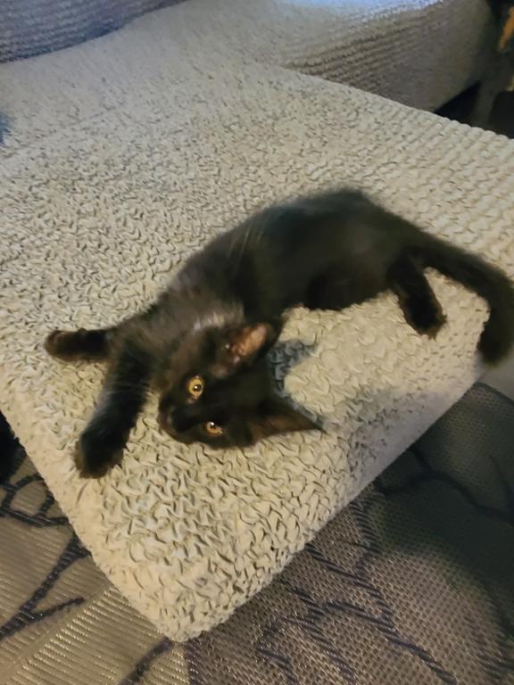 Mo Black Smoke Maine Coon photo 16