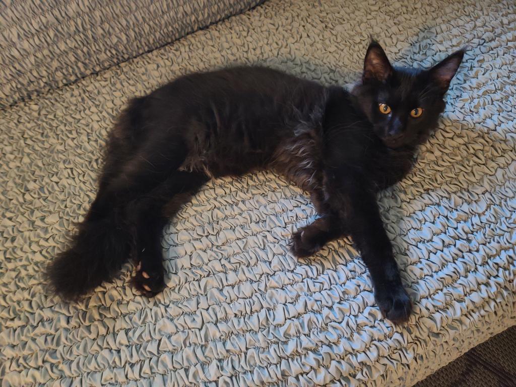Mo Black Smoke Maine Coon photo 7