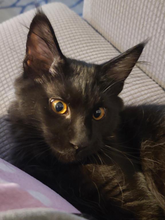 Mo Black Smoke Maine Coon photo 9