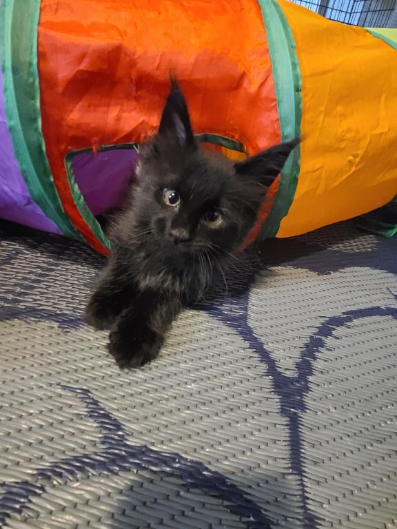 Mo Black Smoke Maine Coon photo 13