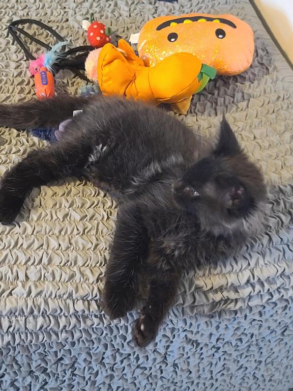 Mo Black Smoke Maine Coon photo 14