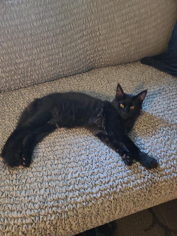 Mo Black Smoke Maine Coon photo 4