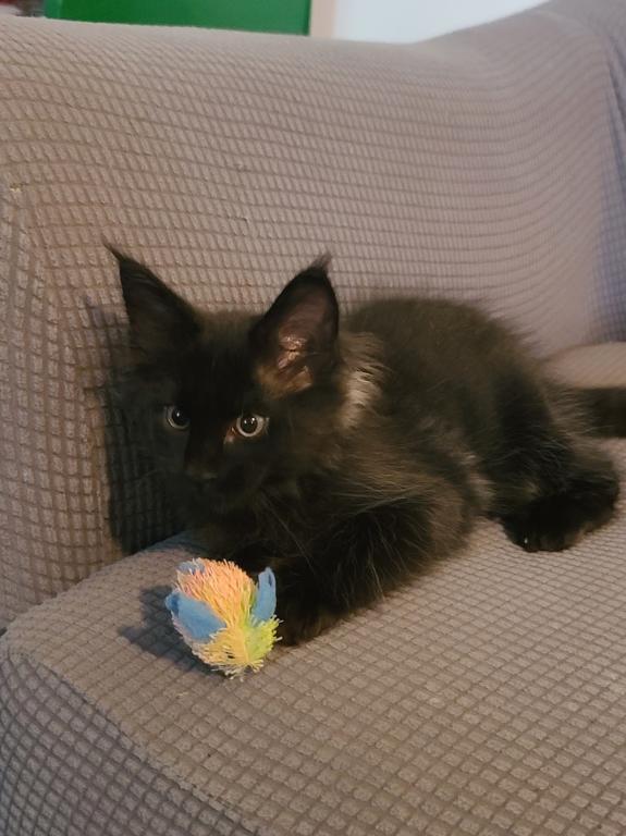 Mo Black Smoke Maine Coon photo 17