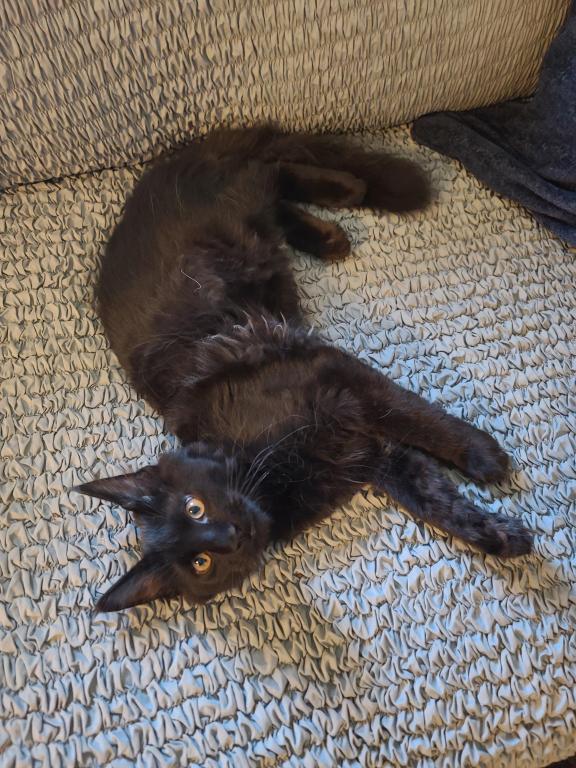 Mo Black Smoke Maine Coon photo 8