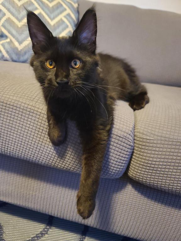 Mo Black Smoke Maine Coon