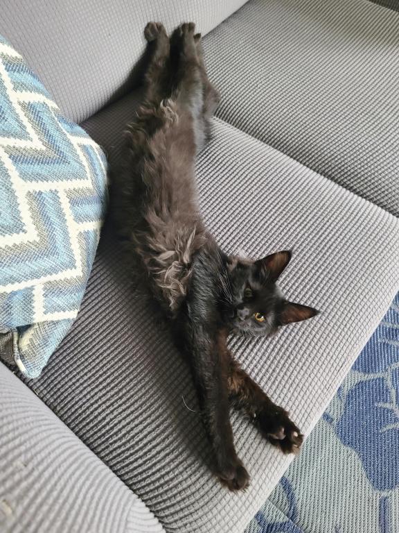 Mo Black Smoke Maine Coon photo 2
