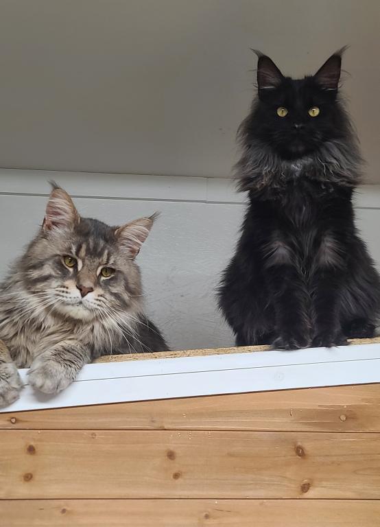 Mo Black Smoke Maine Coon photo 11