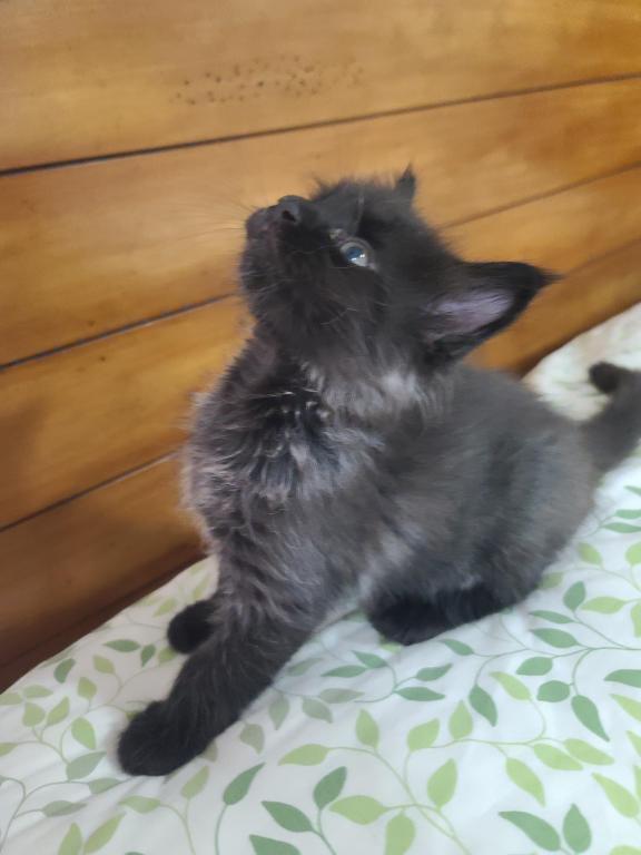 Mo Black Smoke Maine Coon photo 10