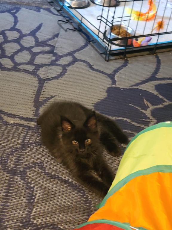 Mo Black Smoke Maine Coon photo 12