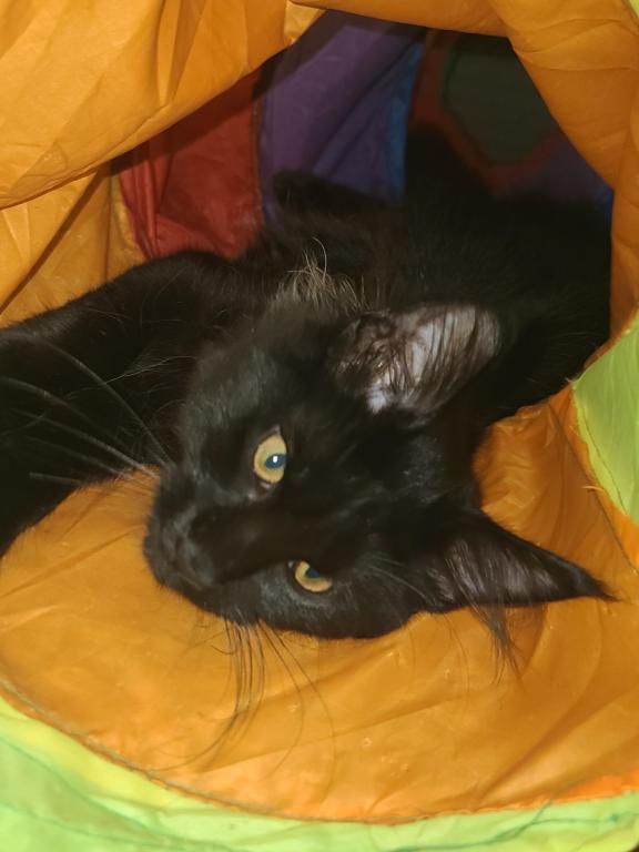 Mo Black Smoke Maine Coon photo 6