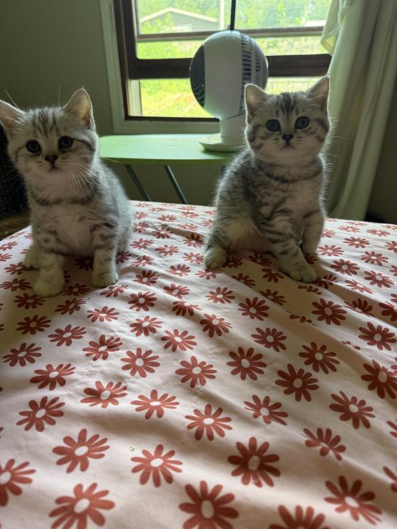 Tabbies photo 3